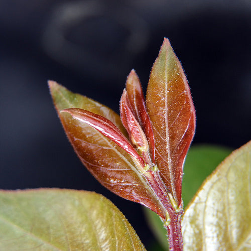 Hibiscus Leaves: Have You Heard What Researchers Are Now Saying?