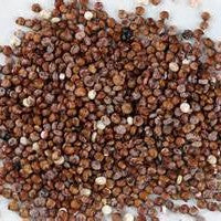 Have You Added Quinoa To Your Diet?