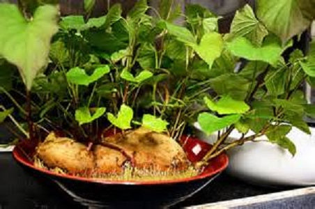 Fruits And Vegetables Are Turning Up In Unexpected Places