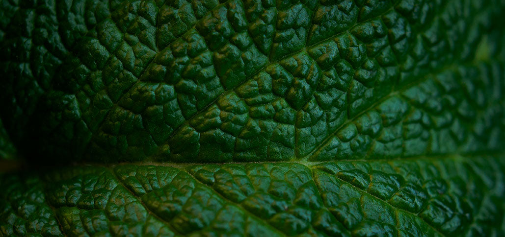 Close-up of a green leaf with detailed texture