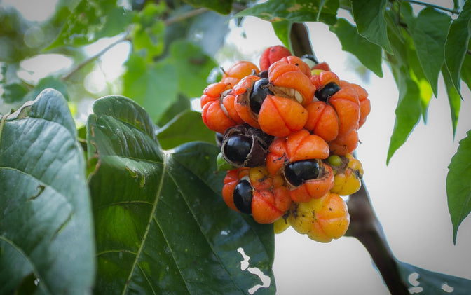 guarana berries beans a natural source of caffeine