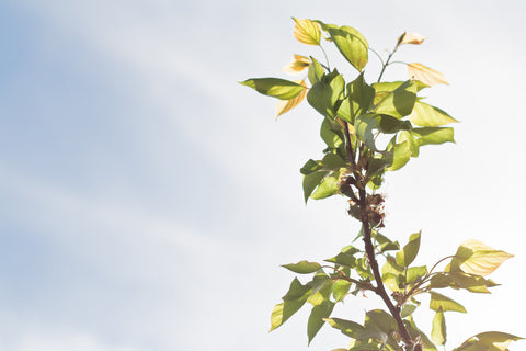 The High Source Of Minerals In Apricot Kernel Oil