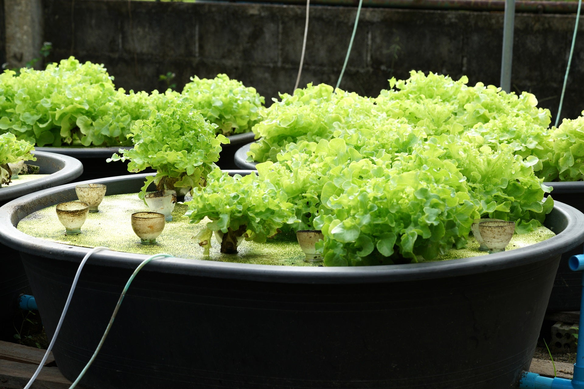 aquaponic gardening you should try in backyard