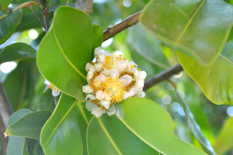 Tamanu Oil Benefits