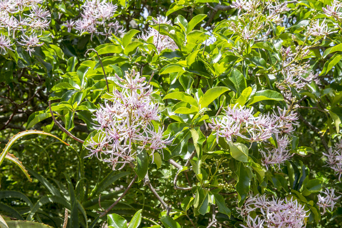 Cape Chestnut Oil For Skin Care