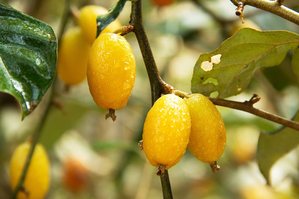 What Is Croton Oil?
