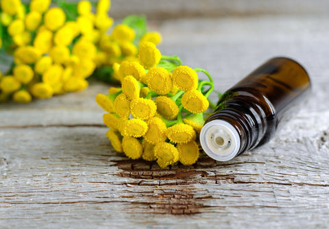 Idaho Tansy Essential Oil And Its Benefits