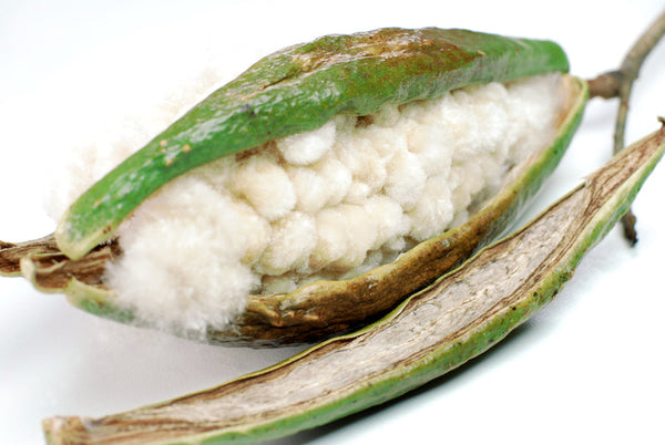 Top Benefits Of Kapok Seed Oil