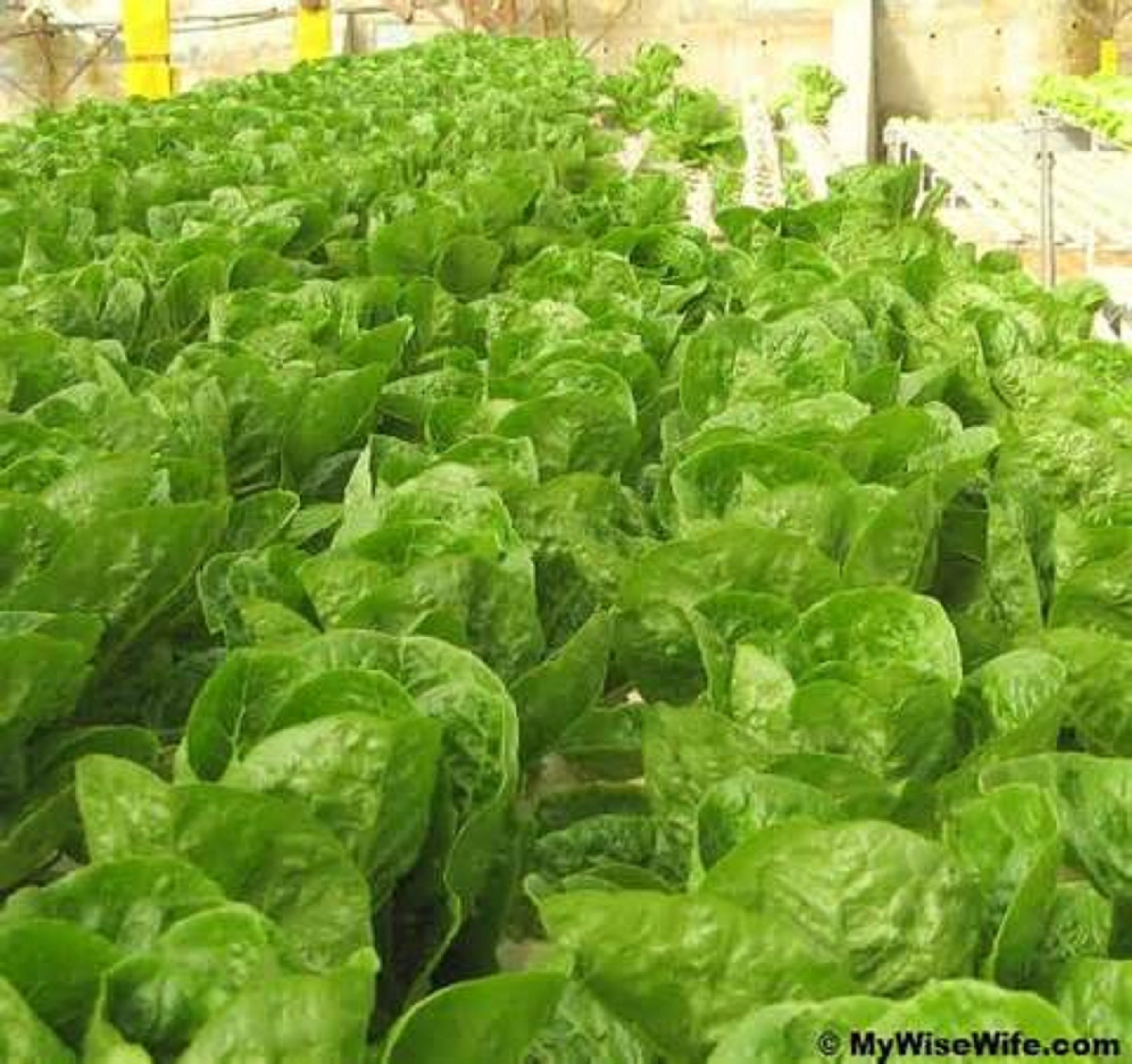 Lettuce Color Determines Antioxidant Effects