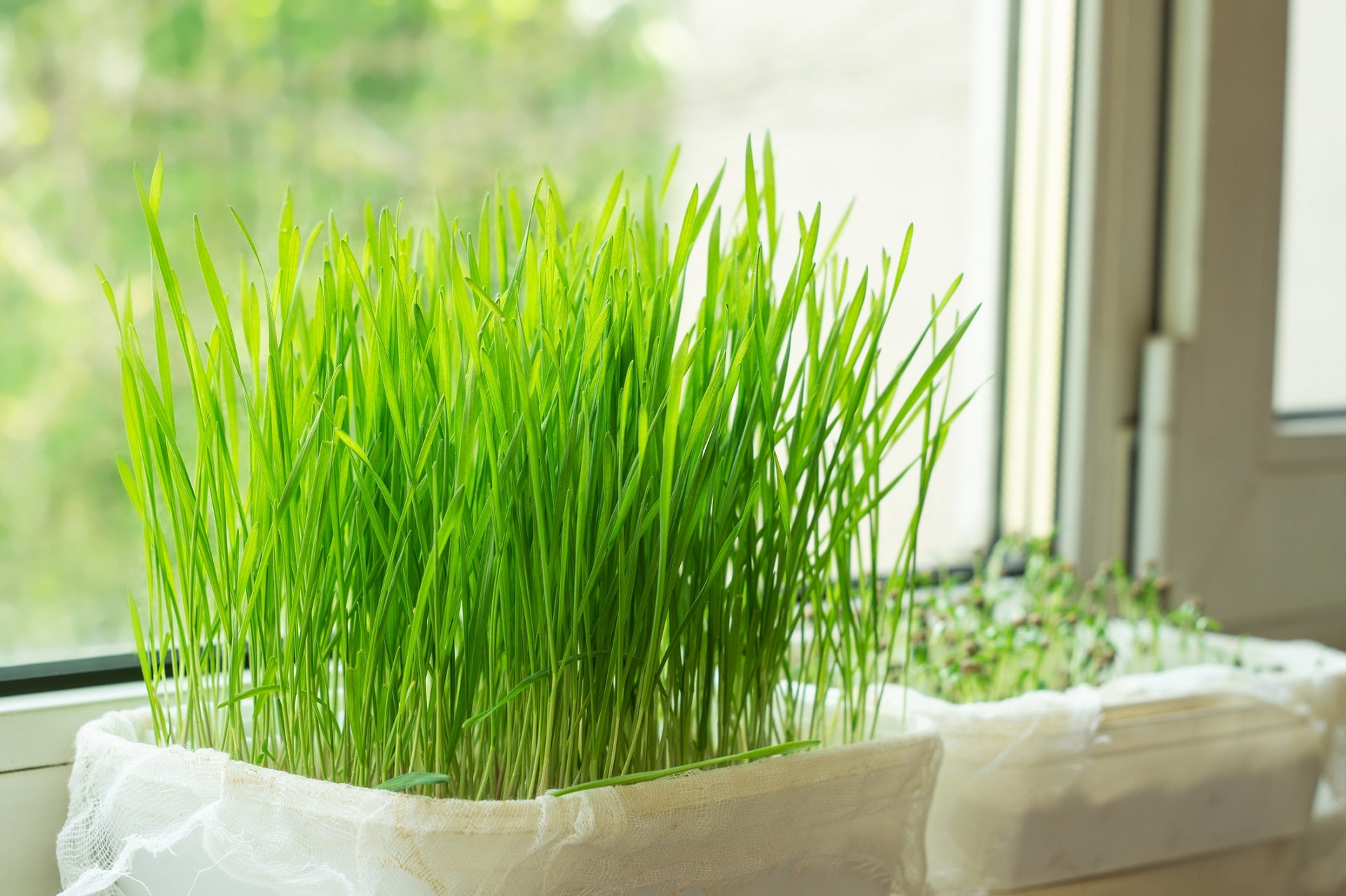 microgreens health benefits