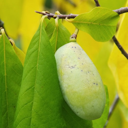 pawpaw fruit indigenous to North America