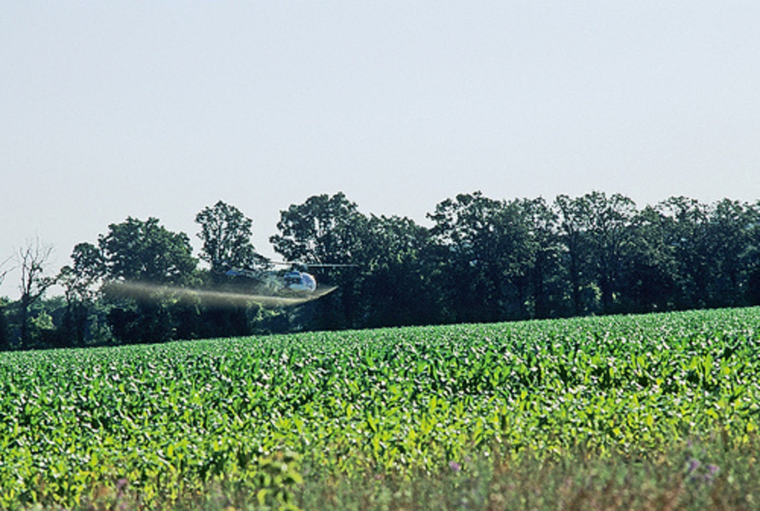 Are You Ingesting Pesticides?