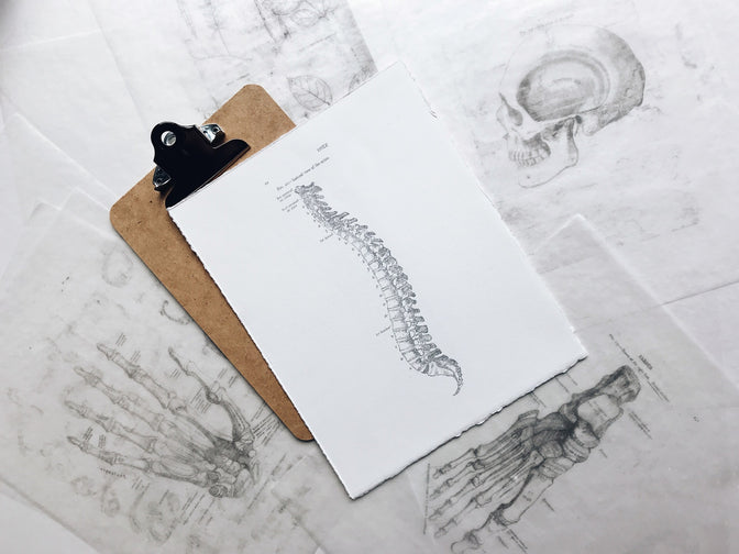 drawing of spinal column