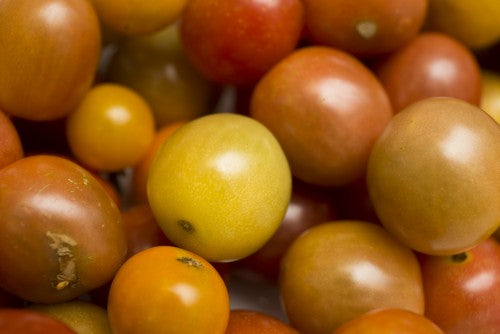 Discovering Your Local CSA