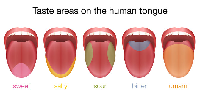 human tongue taste areas