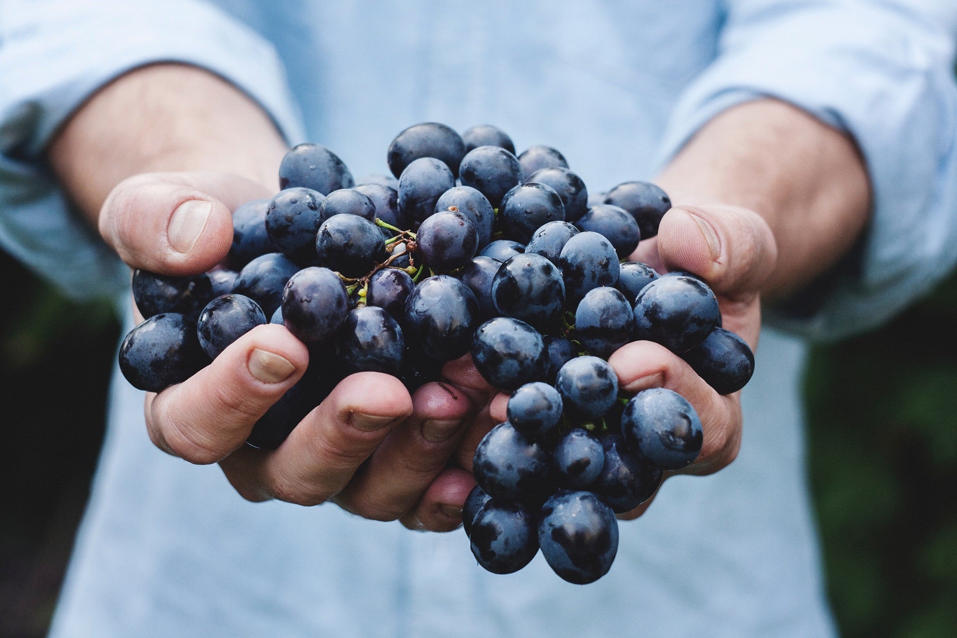 handful of grapes for healthy wine consumption