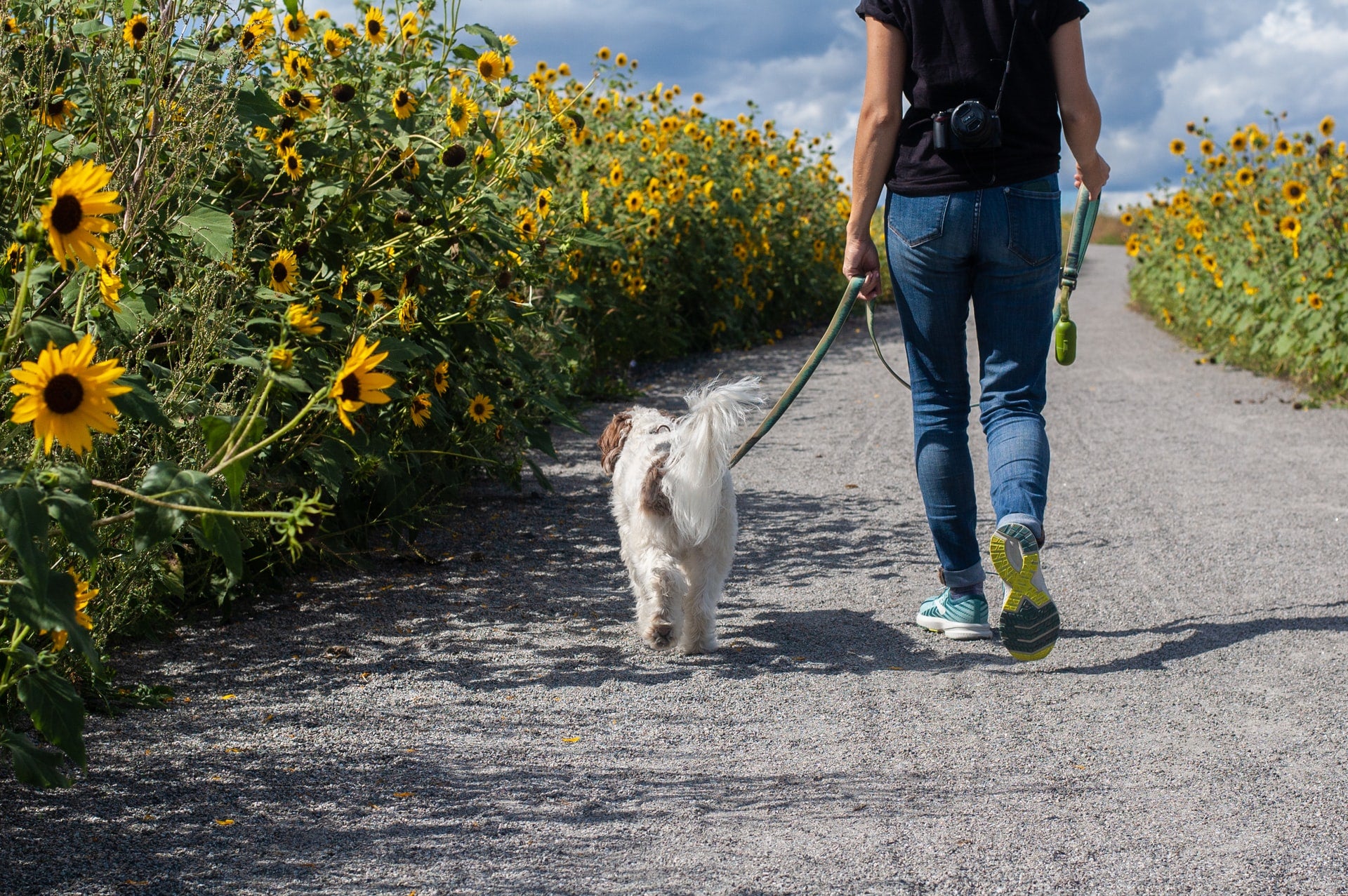 man walking dog for extra workout motivation