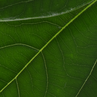 Close-up of a green leaf with detailed veins