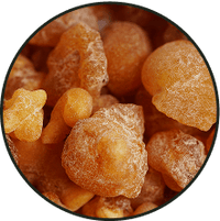 Close-up of dried ginger pieces on a dark background