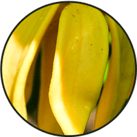 Close-up of a yellow petal