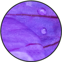 Close-up of a purple flower petal with water droplets under a microscope.