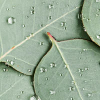 Close-up of green leaves with water droplets