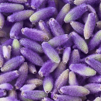 Close-up of purple lavender buds