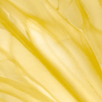 Close-up of yellow petal