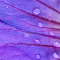 Close-up of a purple flower petal with water droplets