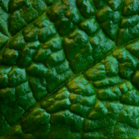 Close-up of a green leaf with detailed texture