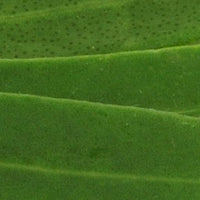 Close-up of green textured fabric with a subtle pattern