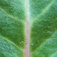 Close-up of a green leaf with a prominent vein
