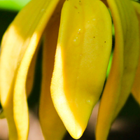 Close-up of a bunch of yellow flower petals with a blurred background