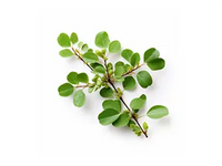Picture of a branch with leafs on a white background